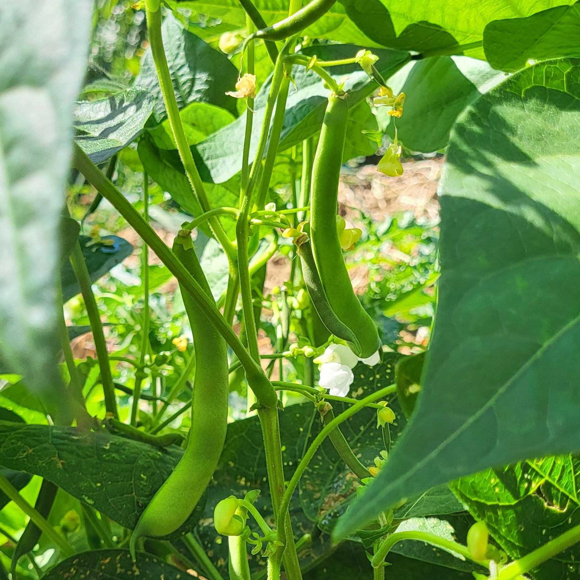Haricots coco plats