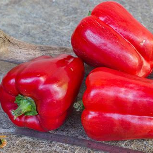 Plant - Poivron carré rouge / quadrato d'asti rosso