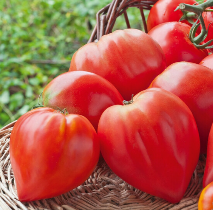 Tomate Ancienne - Cœur de boeuf