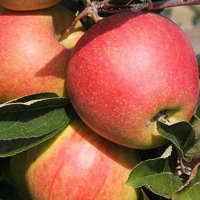 Pommier - Malus domestica "Jonagold"