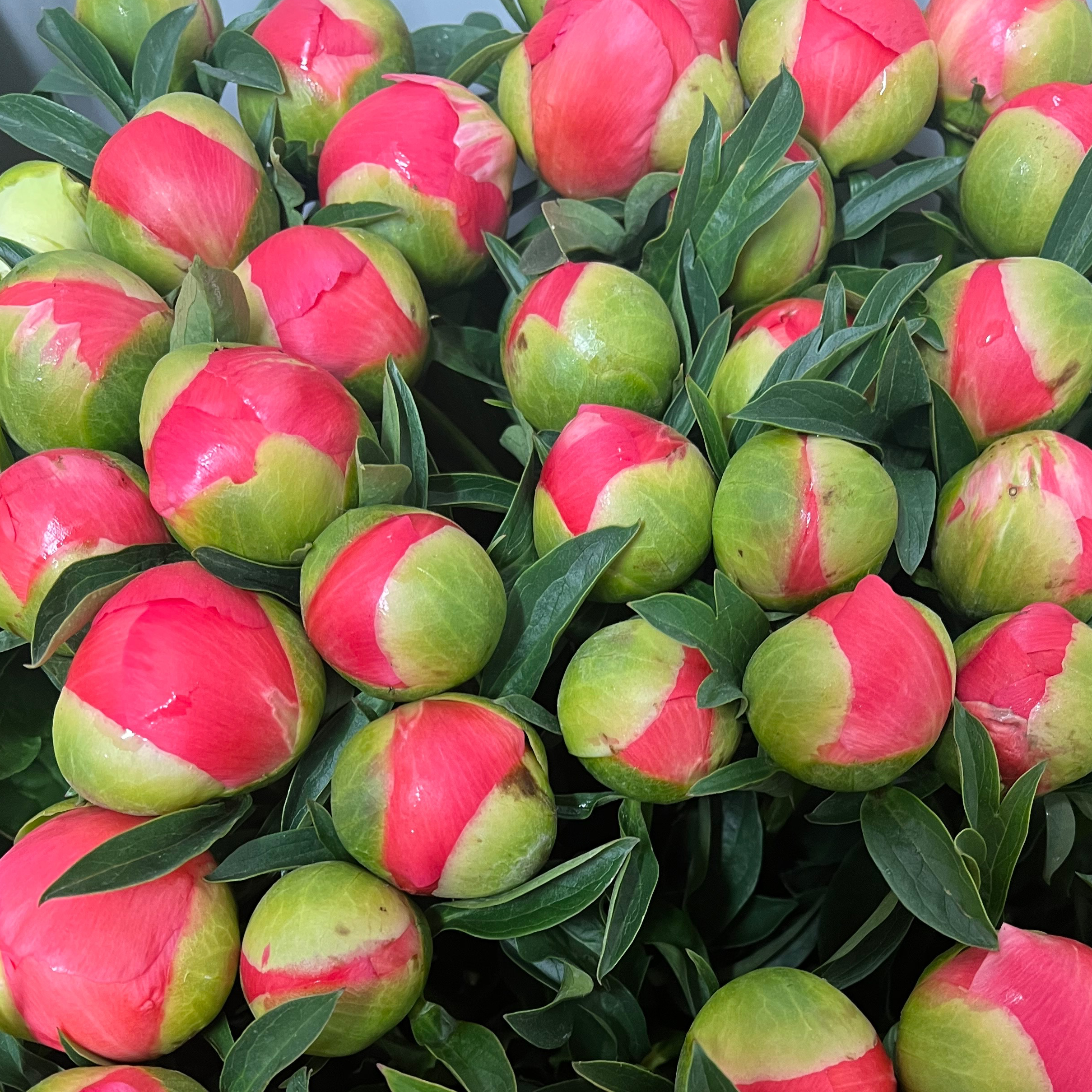 Pivoines 10 tiges