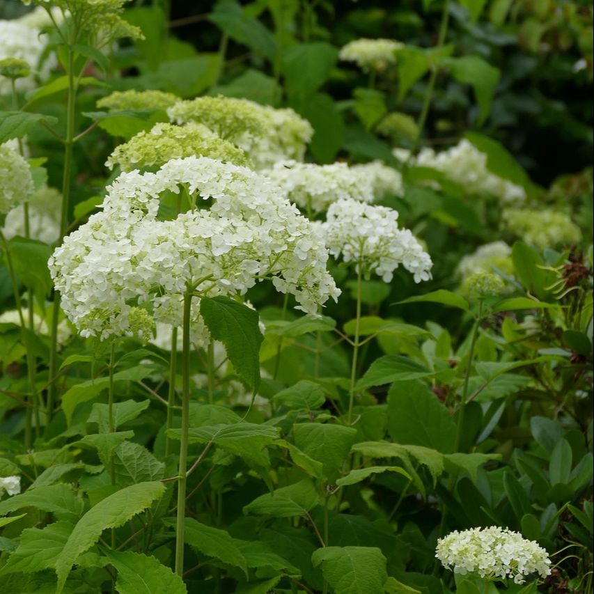 Hortensia arborescent (Hydrangea arborescens) 'Annabelle'