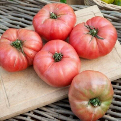 Plant de Tomate - Rose de Berne
