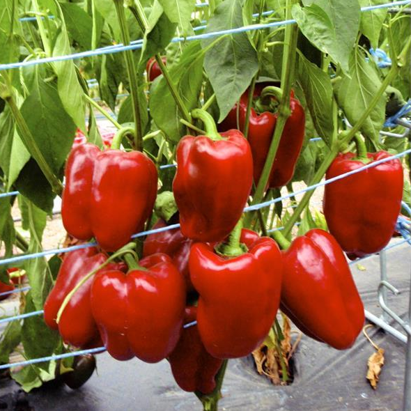 CARRE ROUGE : QUADRATO, DOUX ou JUMBO
