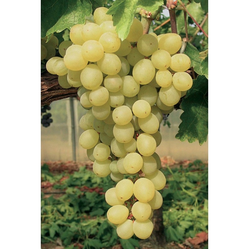 Raisin de table blanc bio (500gr)