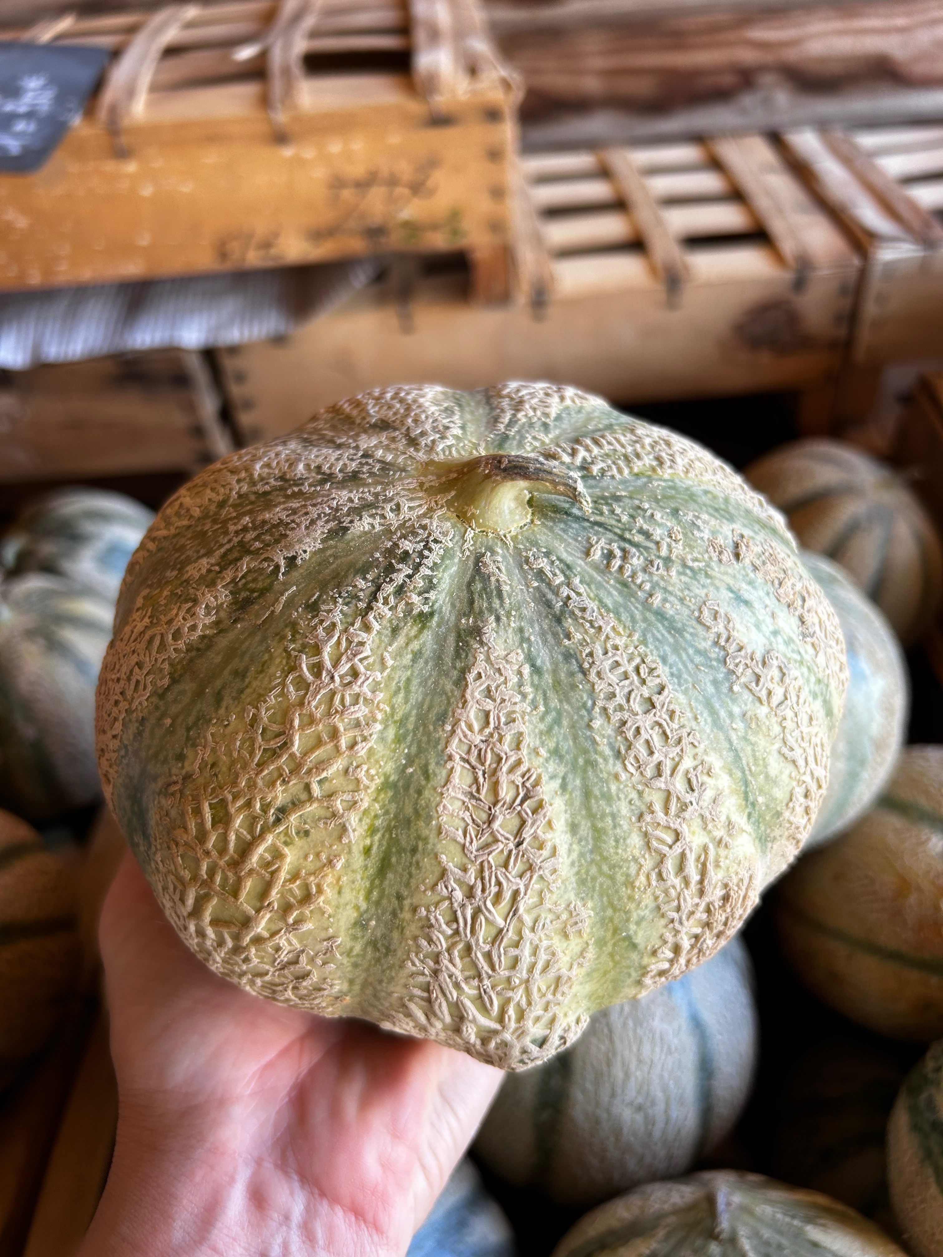 MELON gros