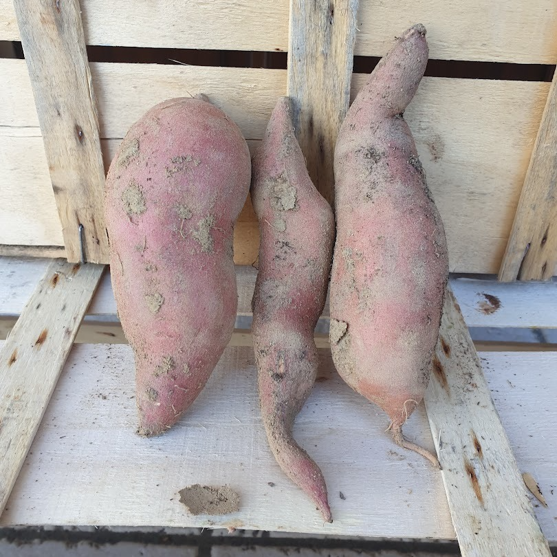 Patates Douces