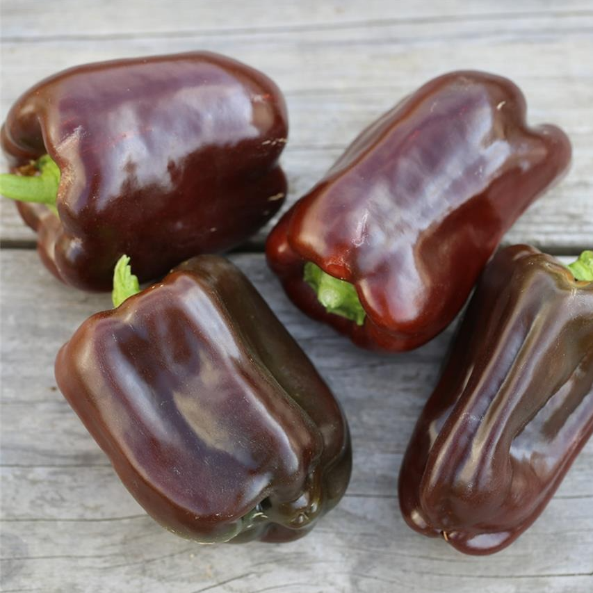 Poivron chocolat en godet 8 cm