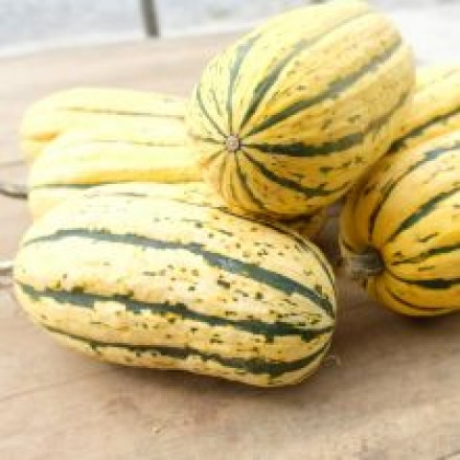 Plant de courge Blush delicata