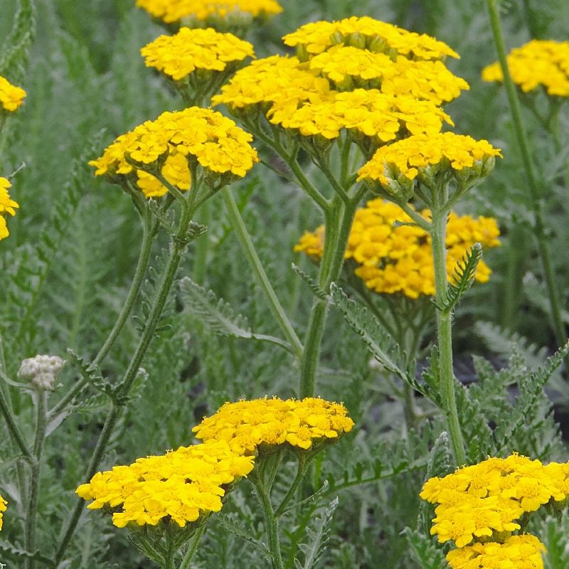 Achillea clypeolata