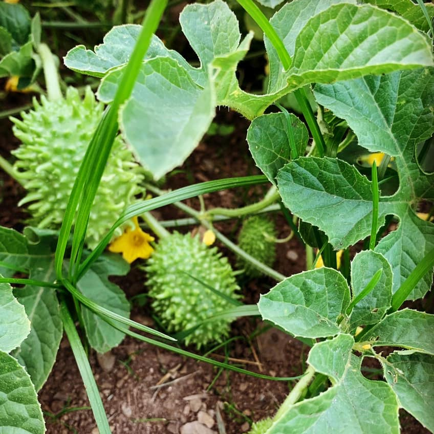ANTILLAIS