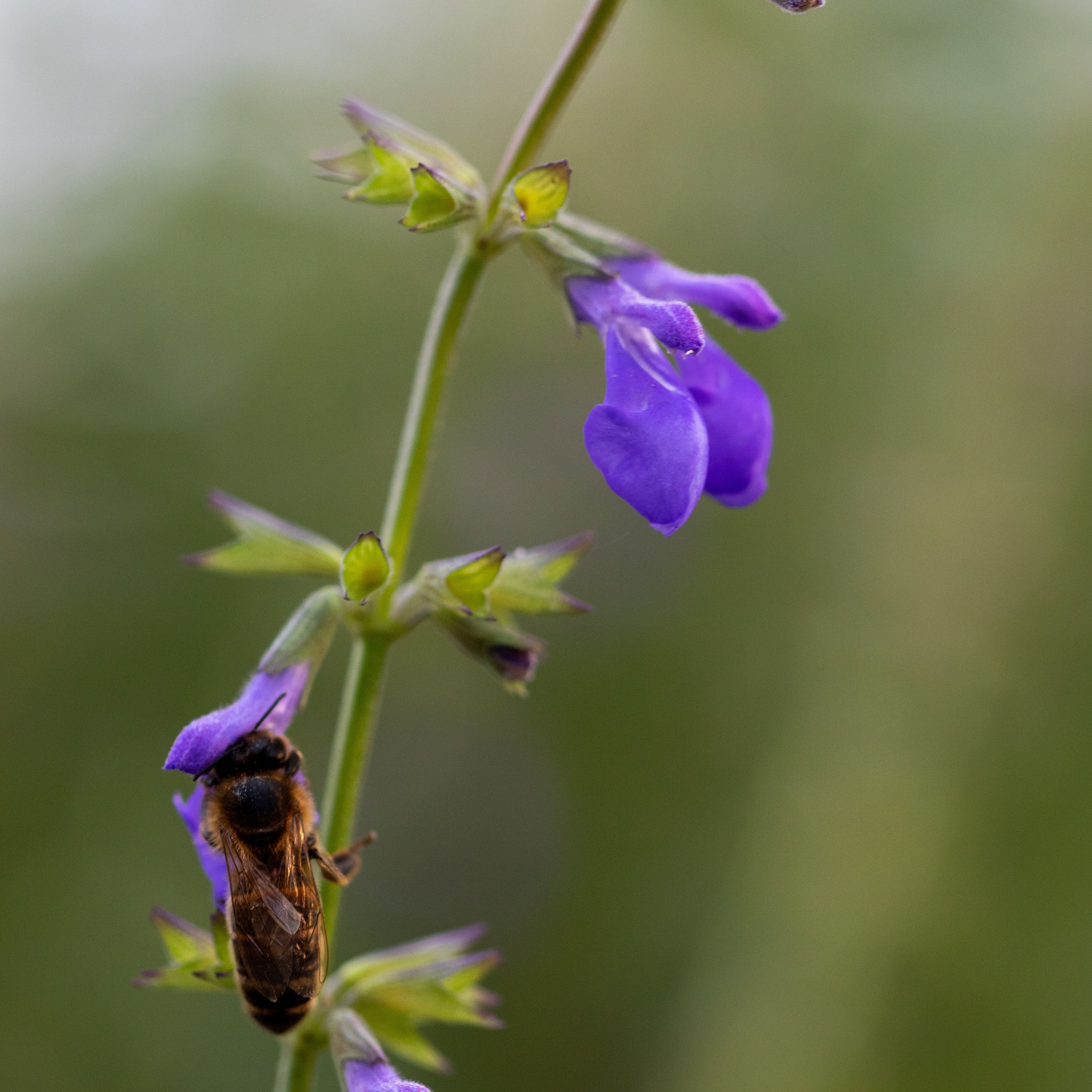 Salvia arizonica
