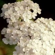 Achillea millefolium 'Schneetaler'