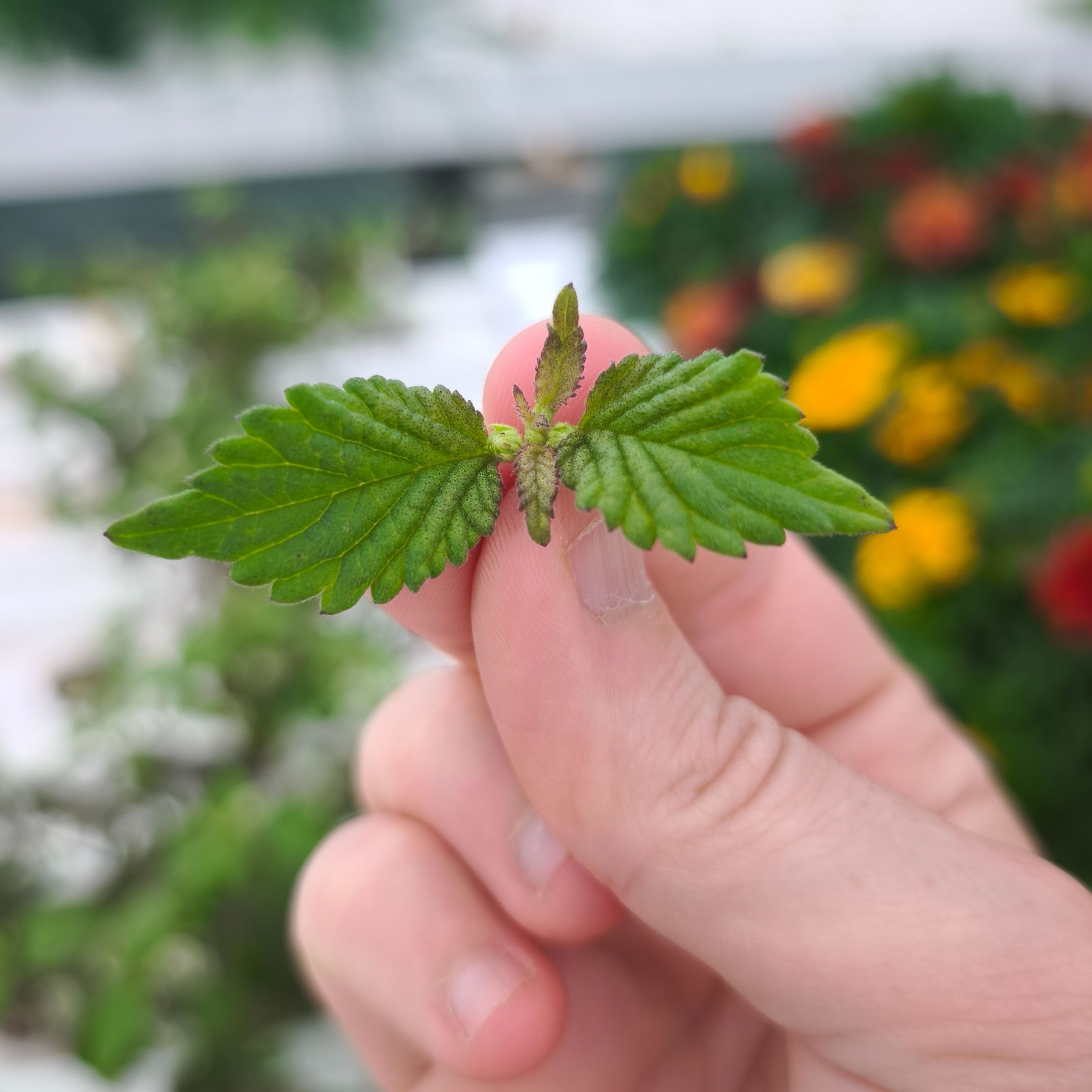 Verveine sucrante