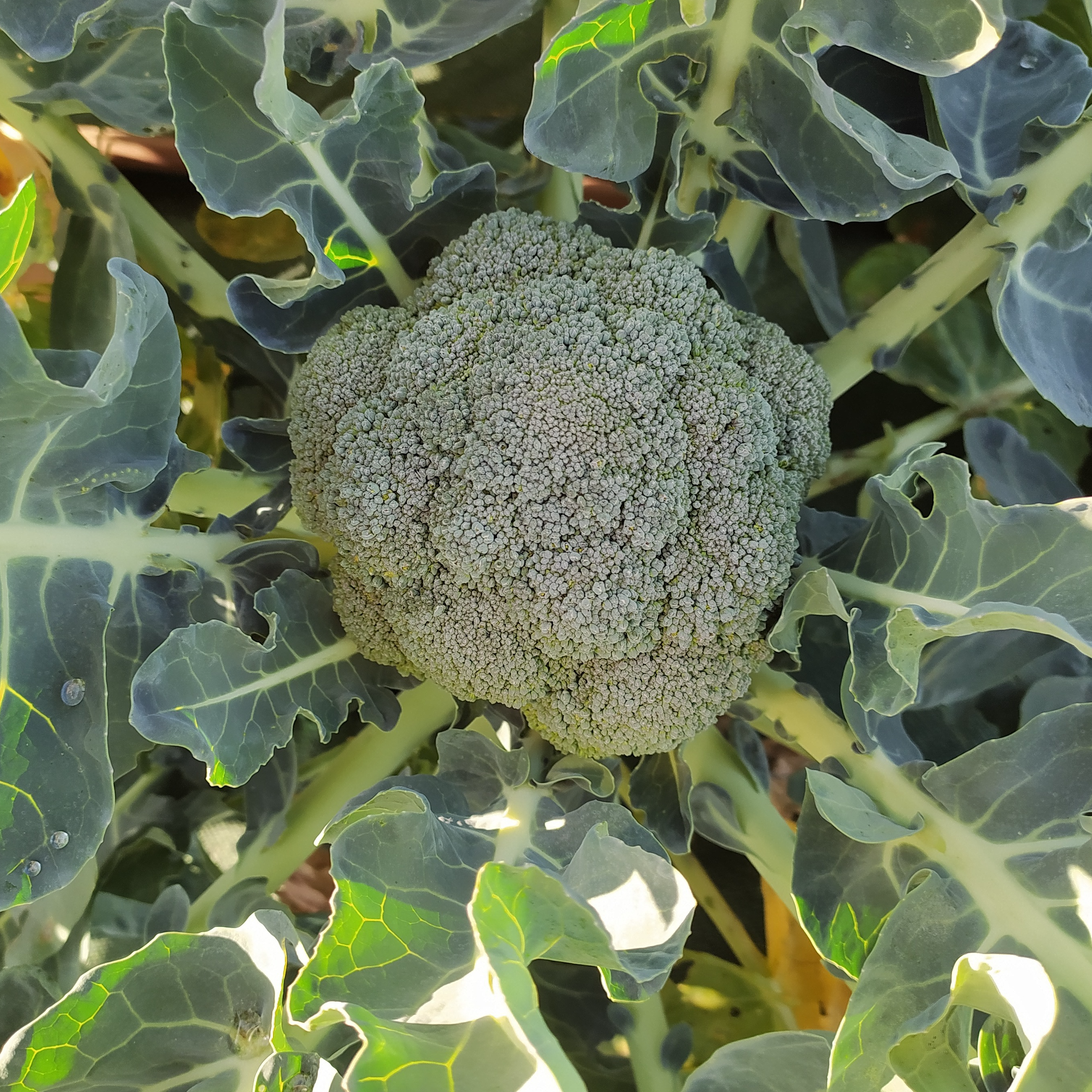 Chou Brocoli - 500g