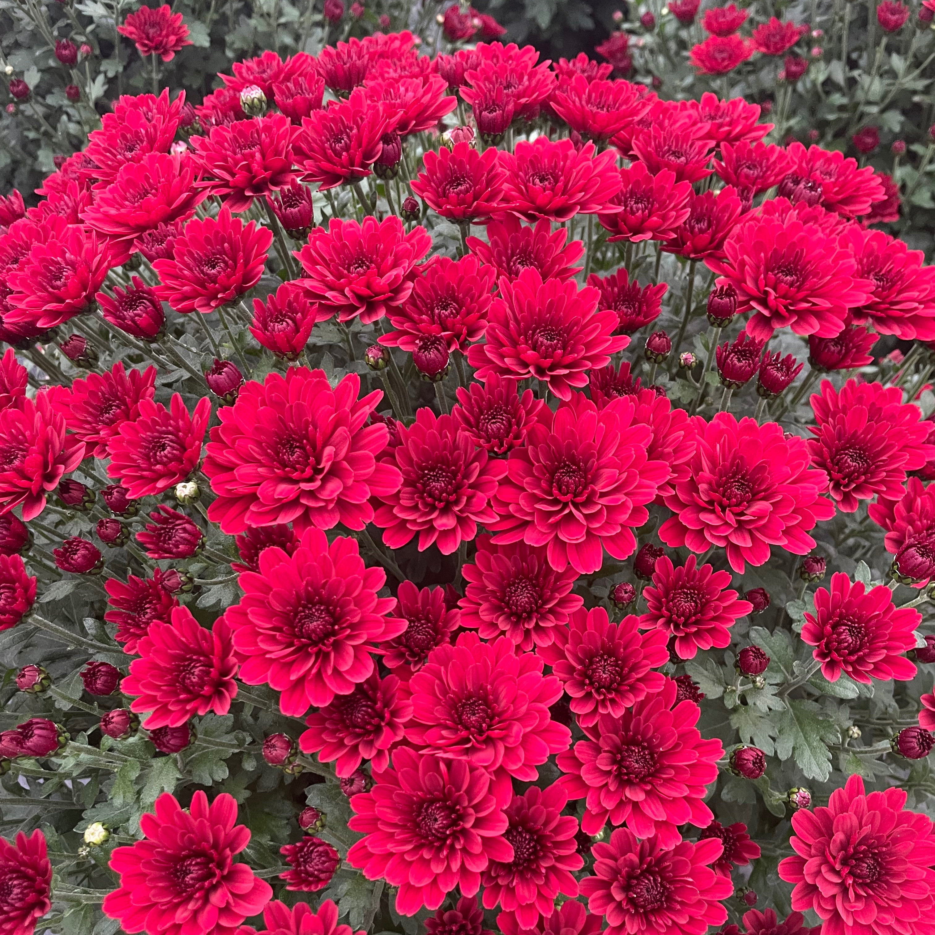 Chrysanthème Dandy Rouge
