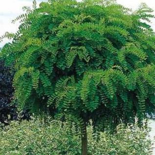 Robinia faux acacia boule - Robinia pseudoacacia "Umbraculifera"