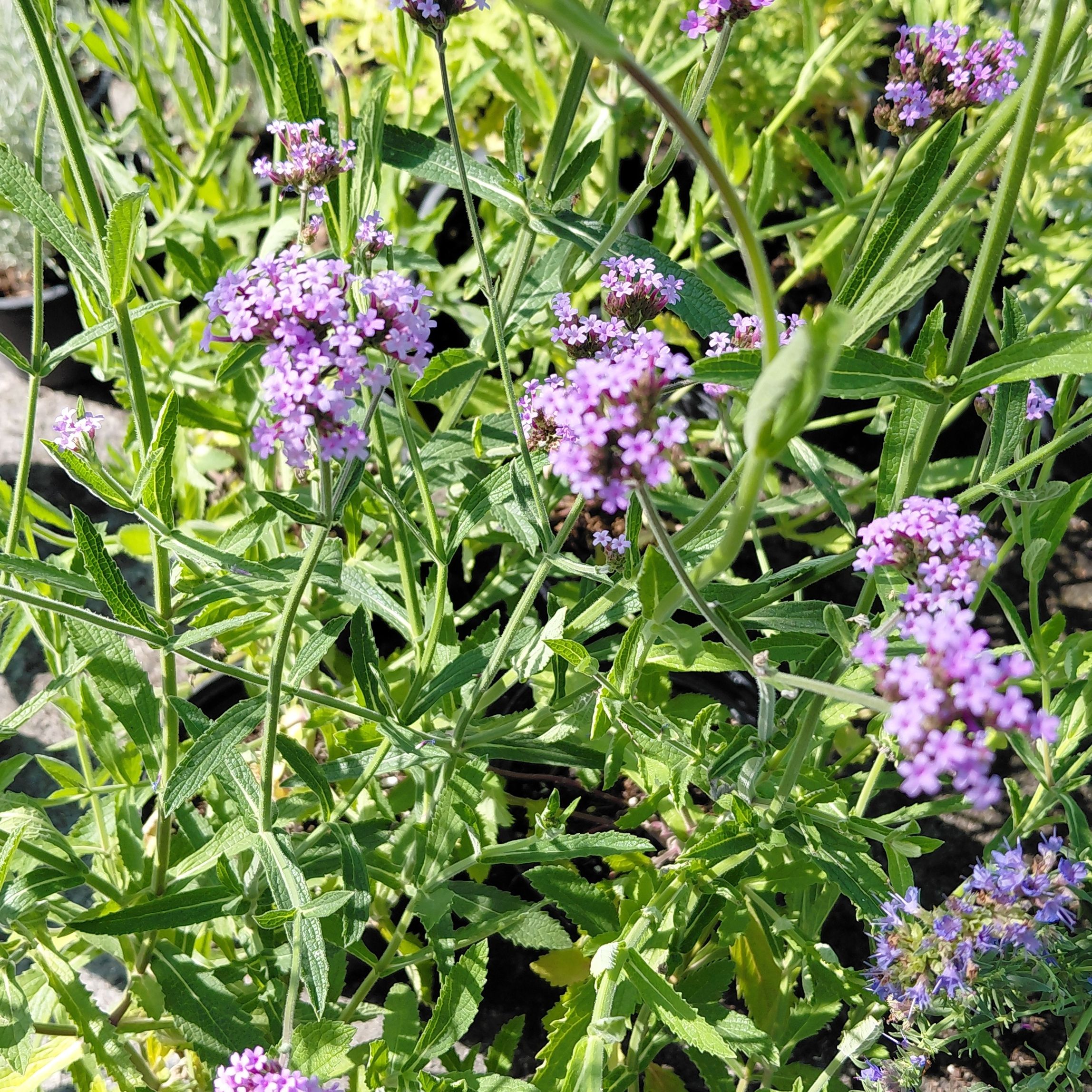 Verveine de Buenos Aires / Verbena bonariensis