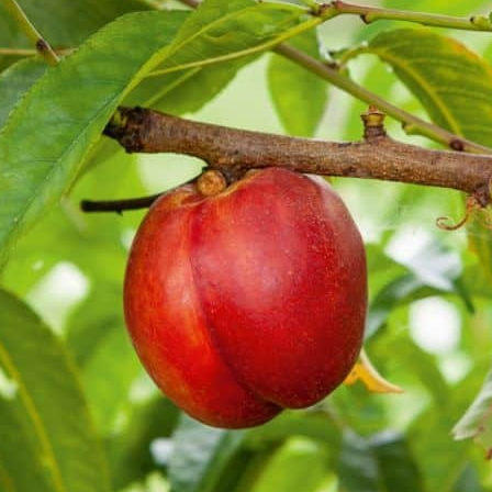 Nectarine jaune cal. B - 500g