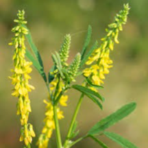 Fleurs de Melilo jaune (par 30)