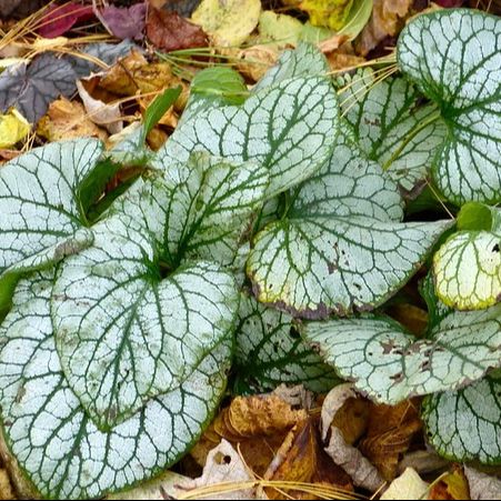 Myosotis du Caucase (Brunnera sibirica) - 1l