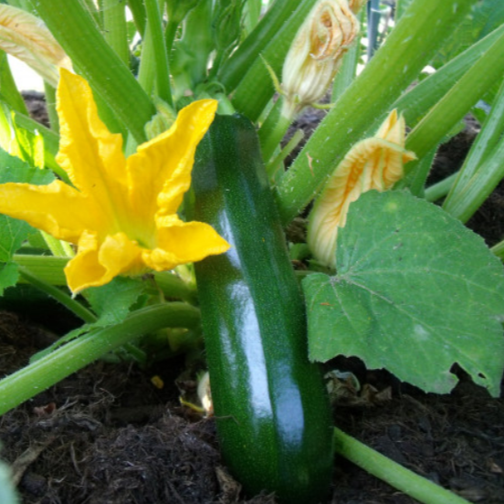 Plant courgette Verte des maraicher