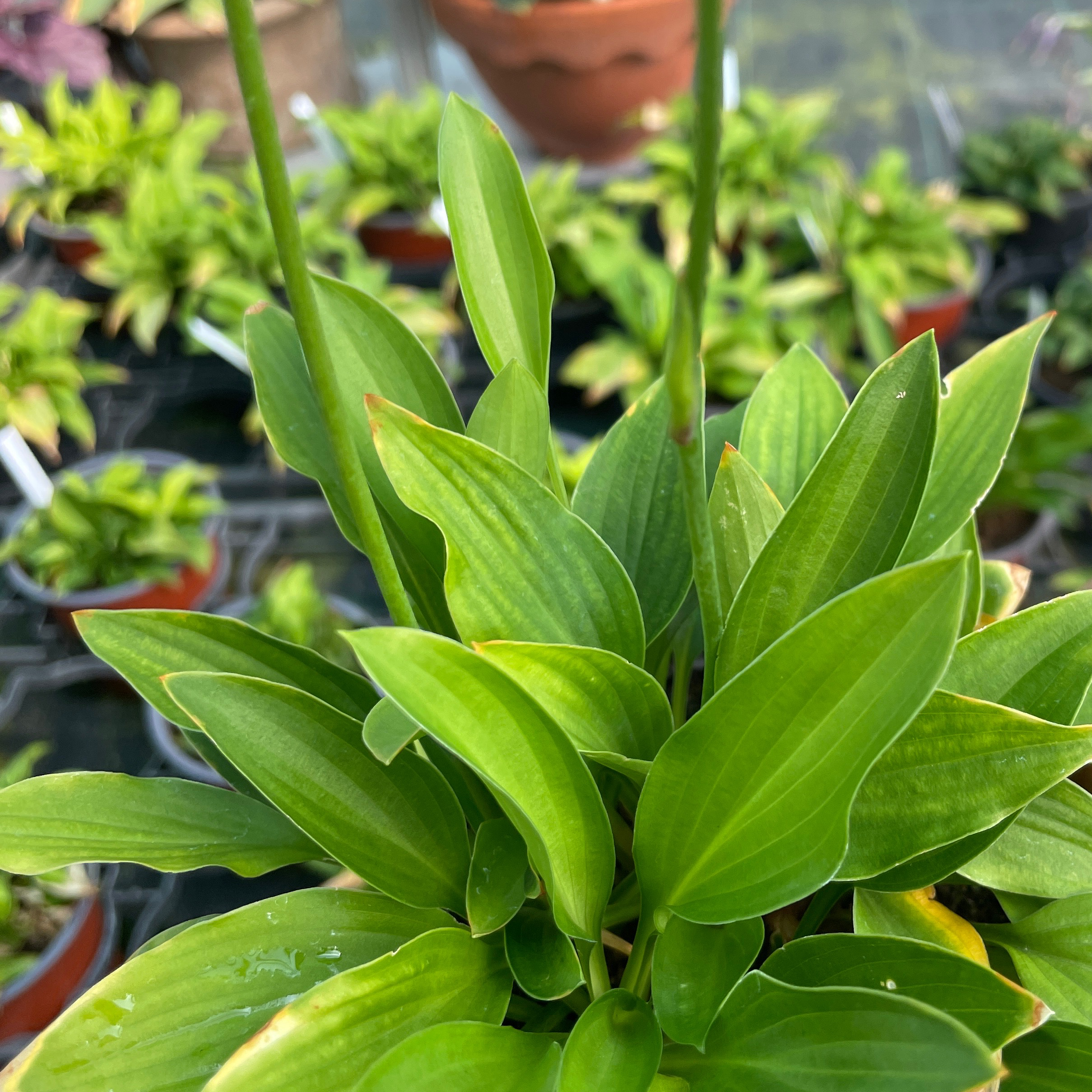 Hosta lancifolia