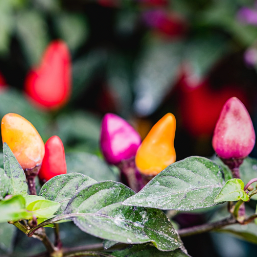 PIMENT Lila Luzi Bio