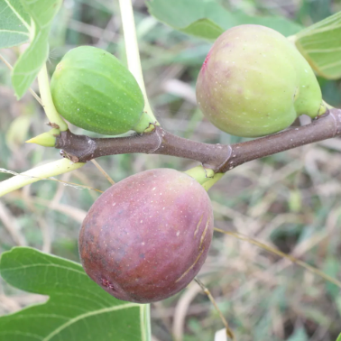 Figuier Goutte d'or
