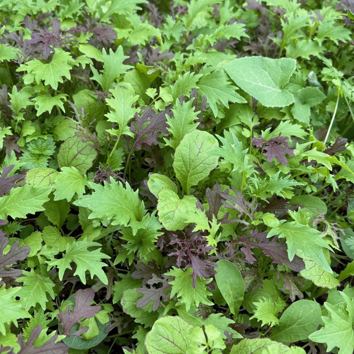 Salade ROQUETTE