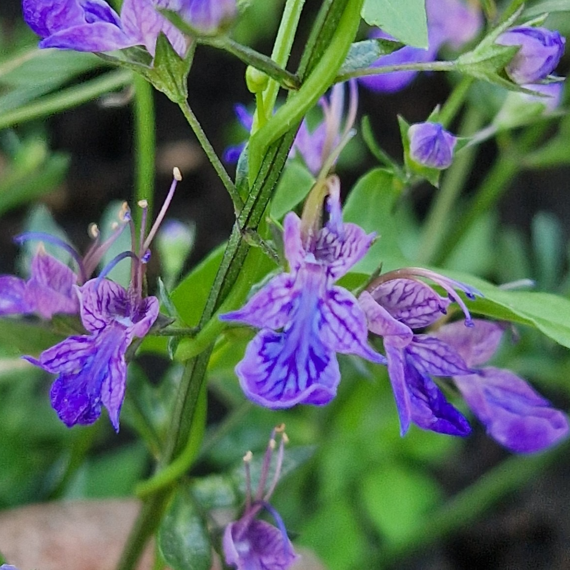 Teucrium orientale