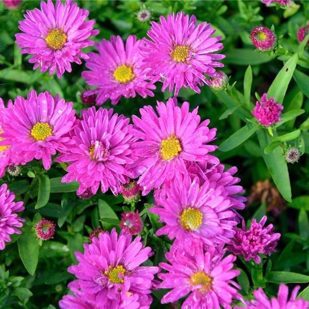 Aster nain (Aster dumosus) 'Starlight' - 1l