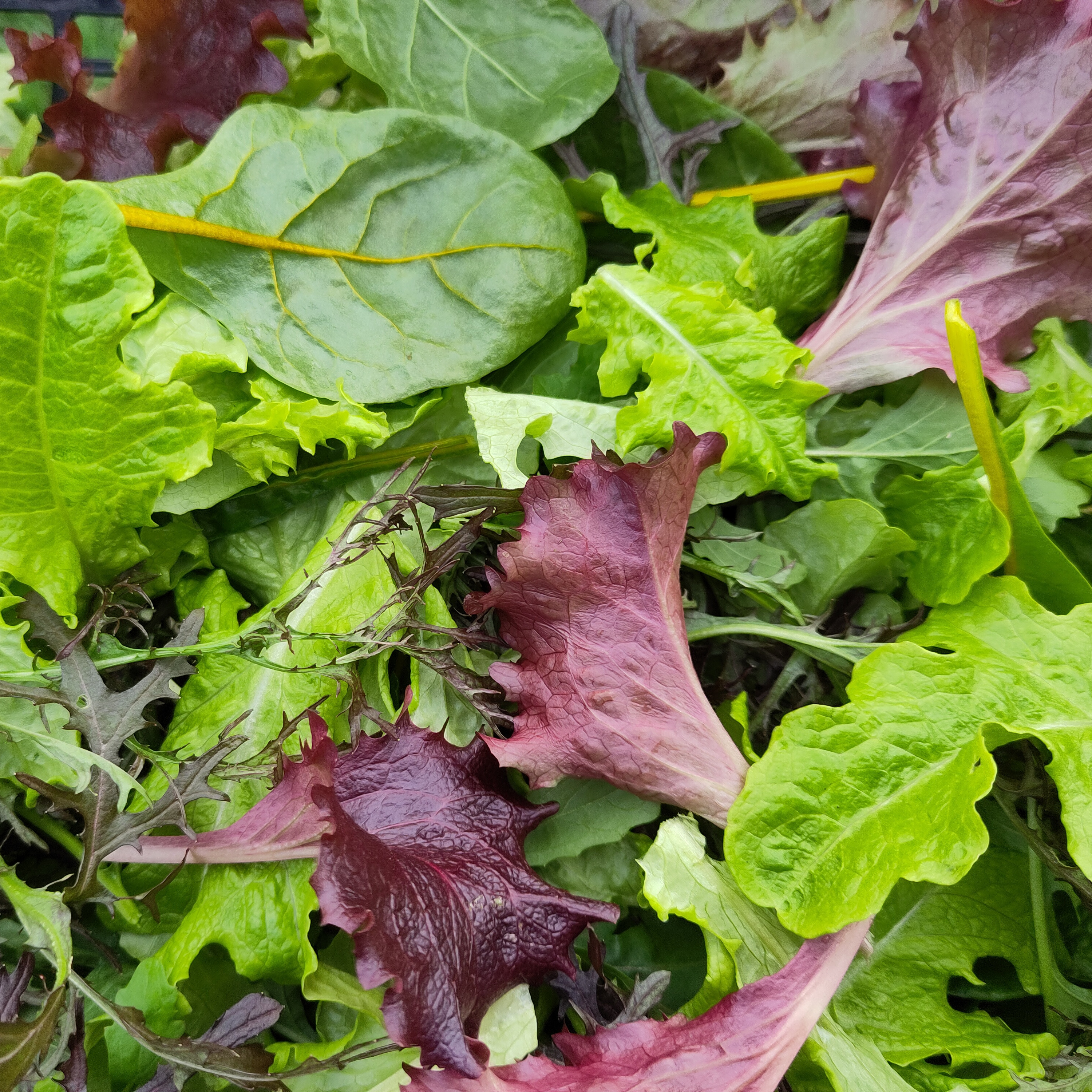 Mesclun - 100g