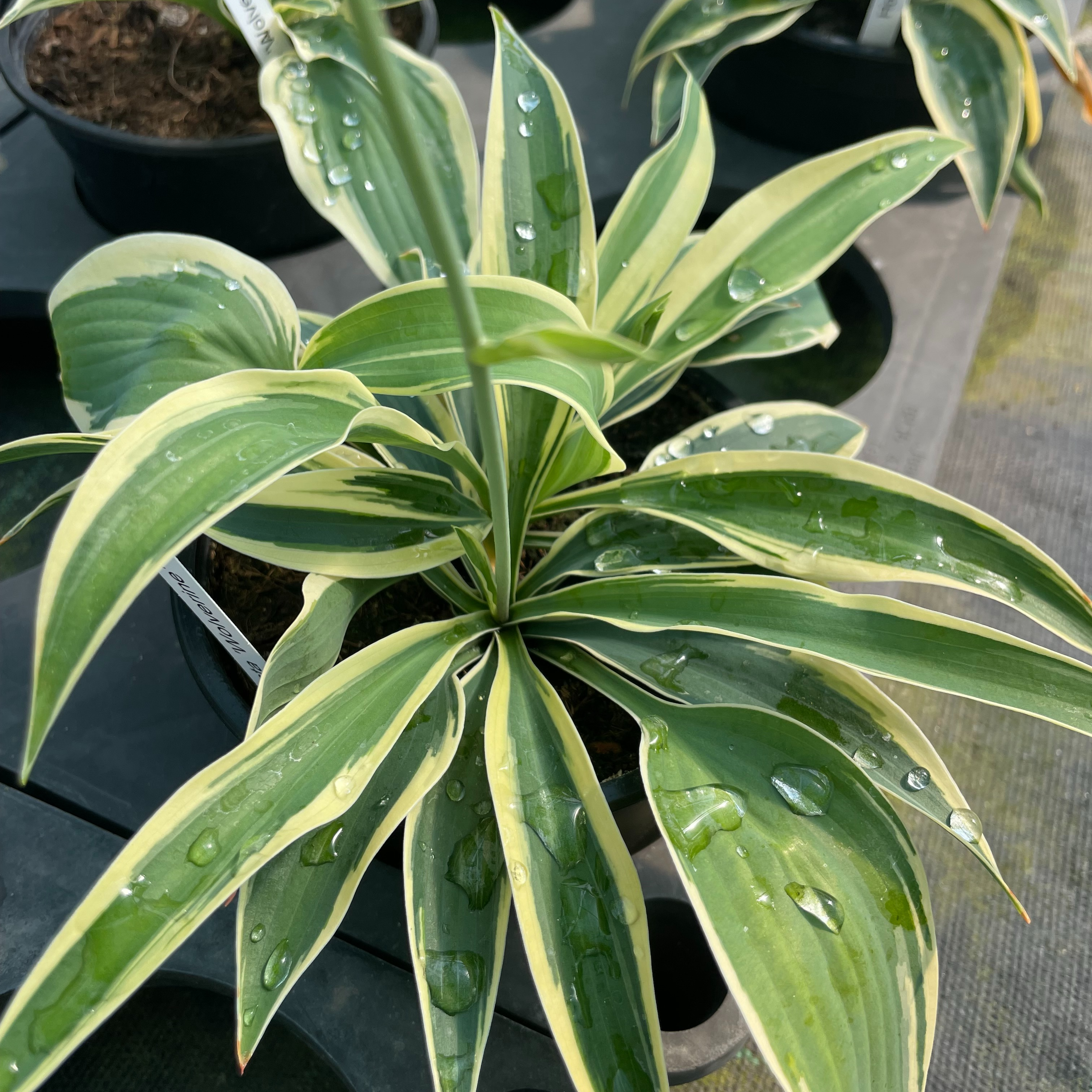Hosta ‘Wolverine’