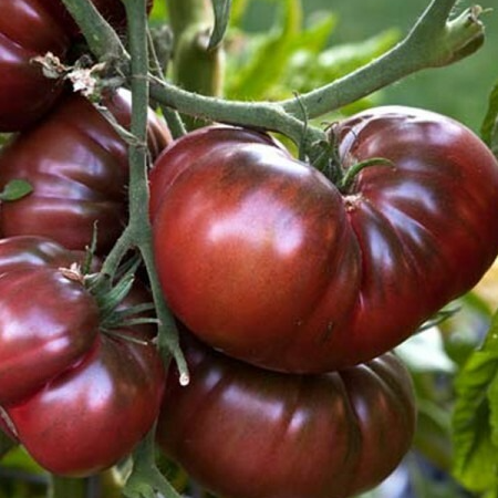Tomate ancienne - Noire de Crimée - 1 plant