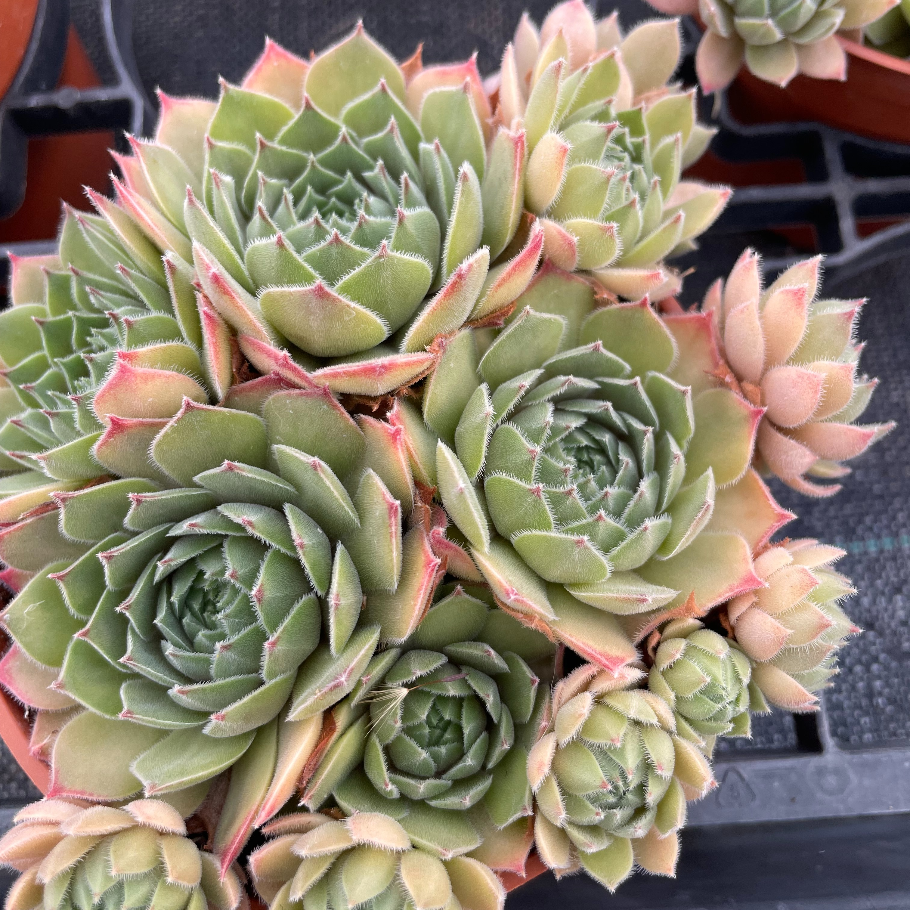 Sempervivum 'Purdy's'