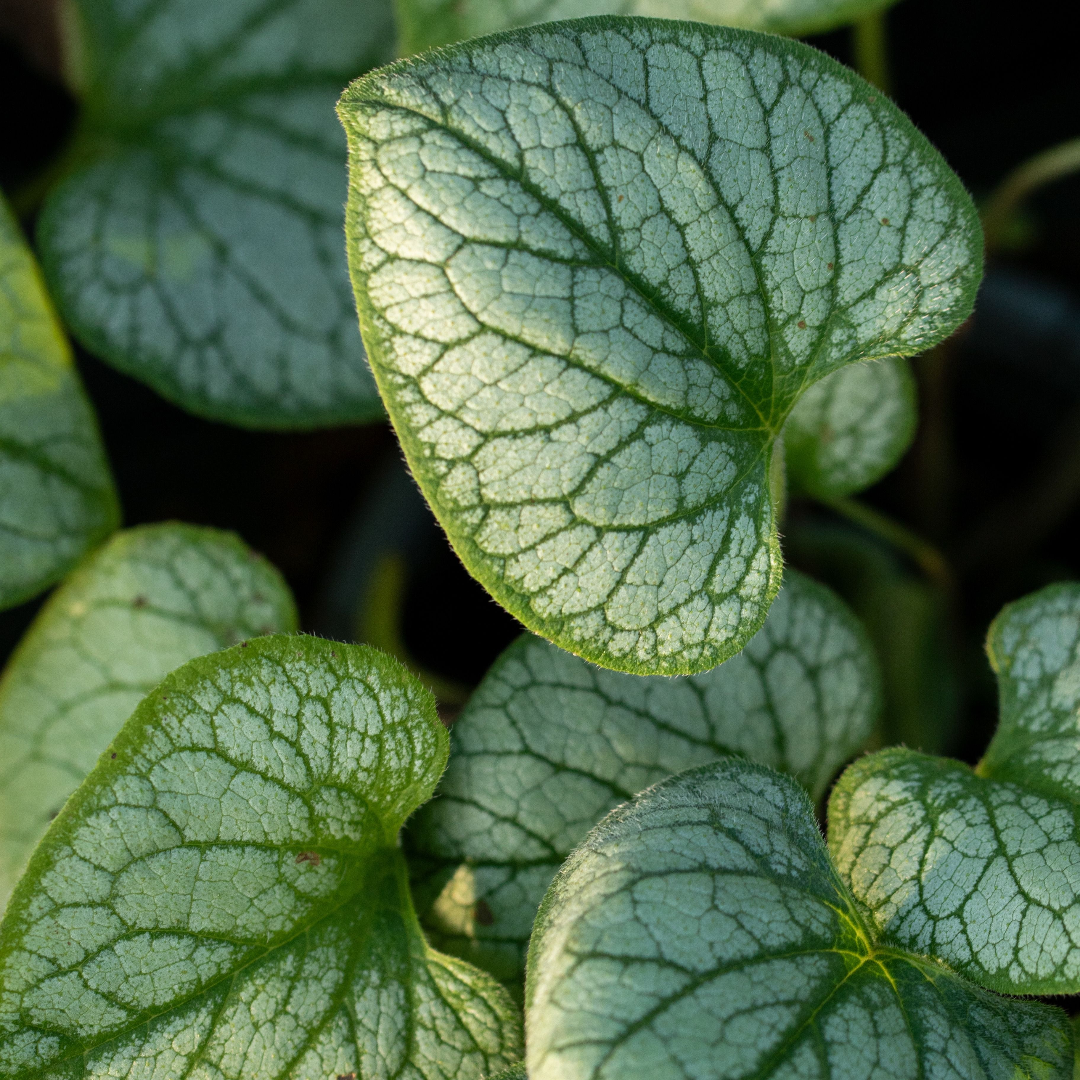 Brunnera macrophylla 'Jack Frost'