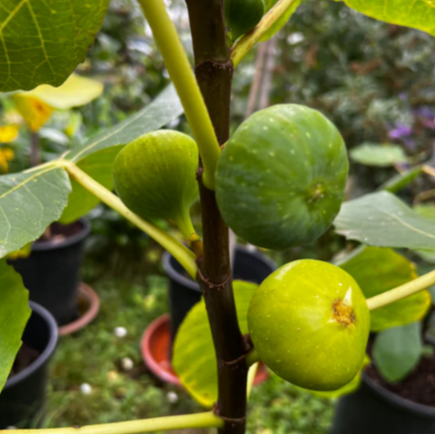 Figuier Sucre Vert