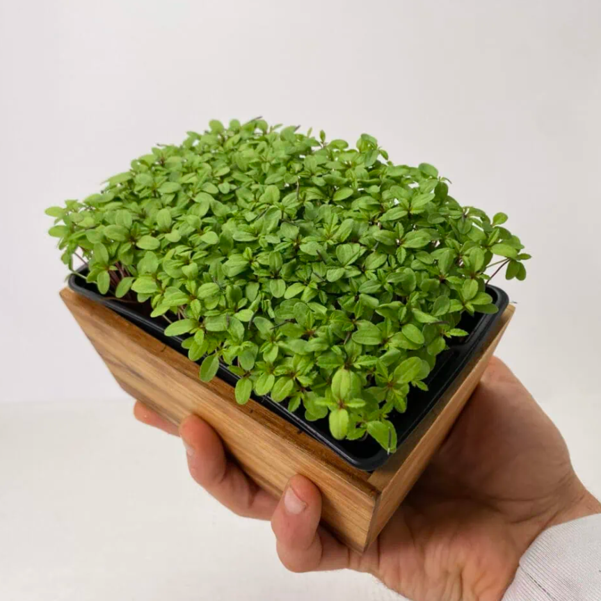 Micro-Pousse Tagète Agrume - 20g