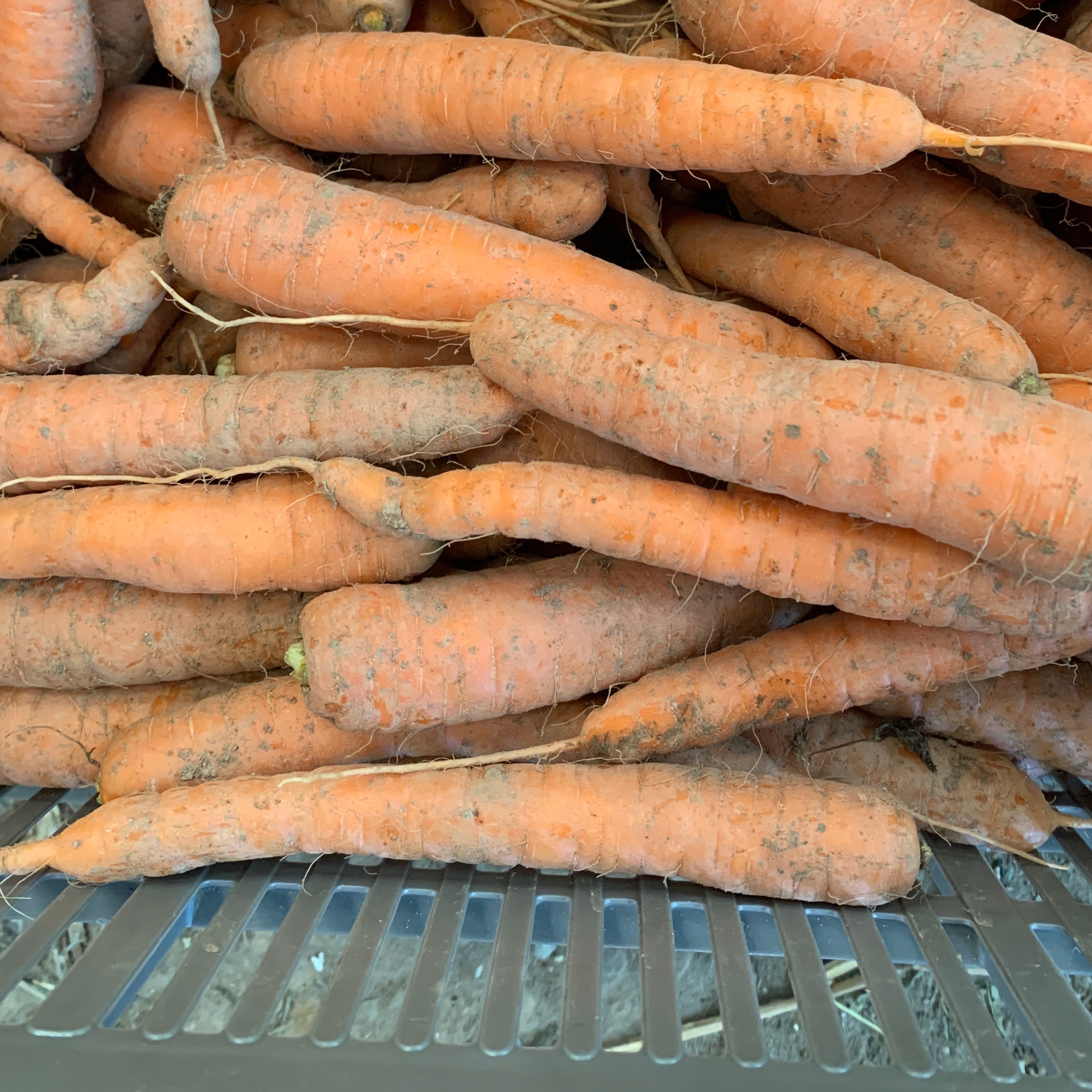 Carotte vrac