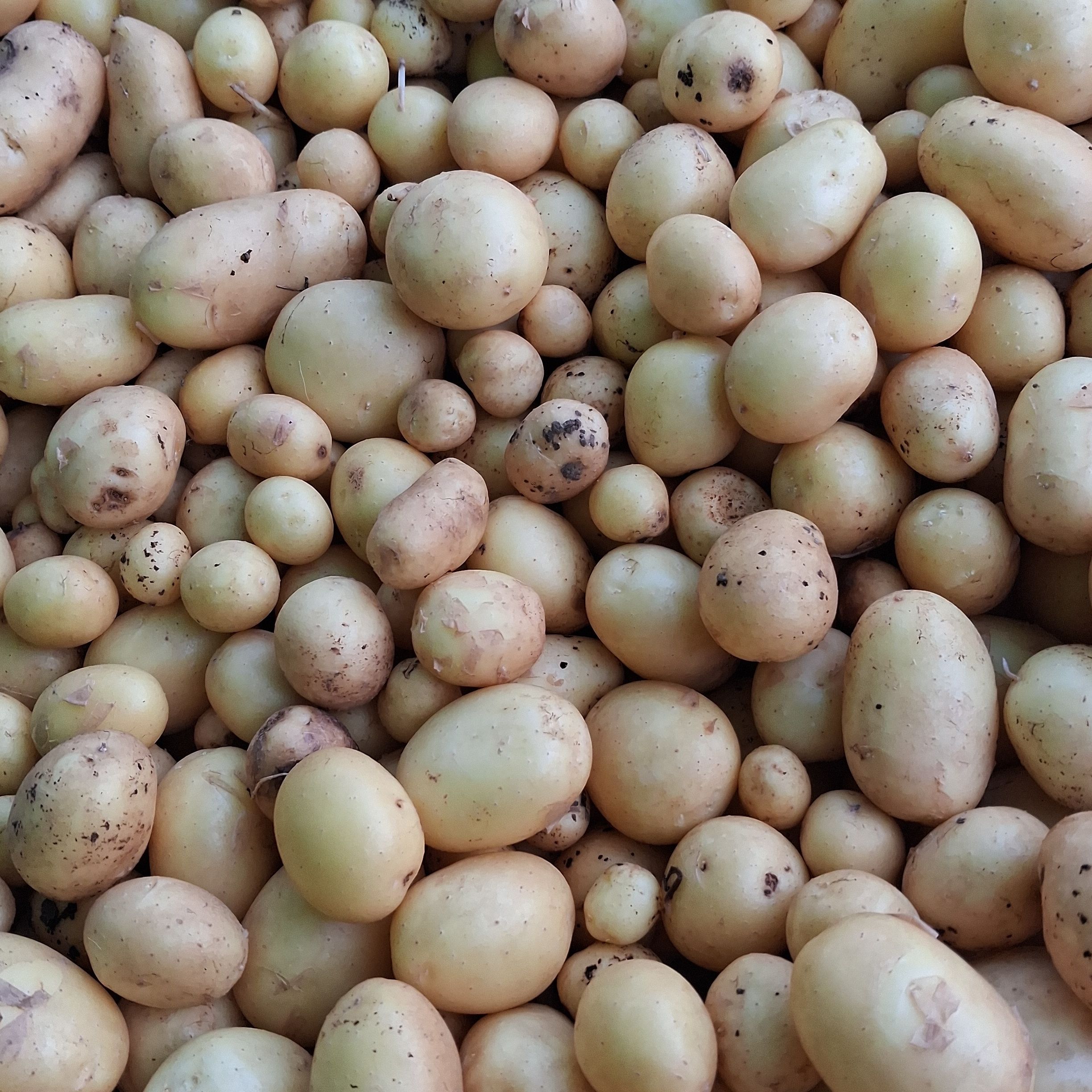 Pommes De Terre Nouvelles (AGATA)
