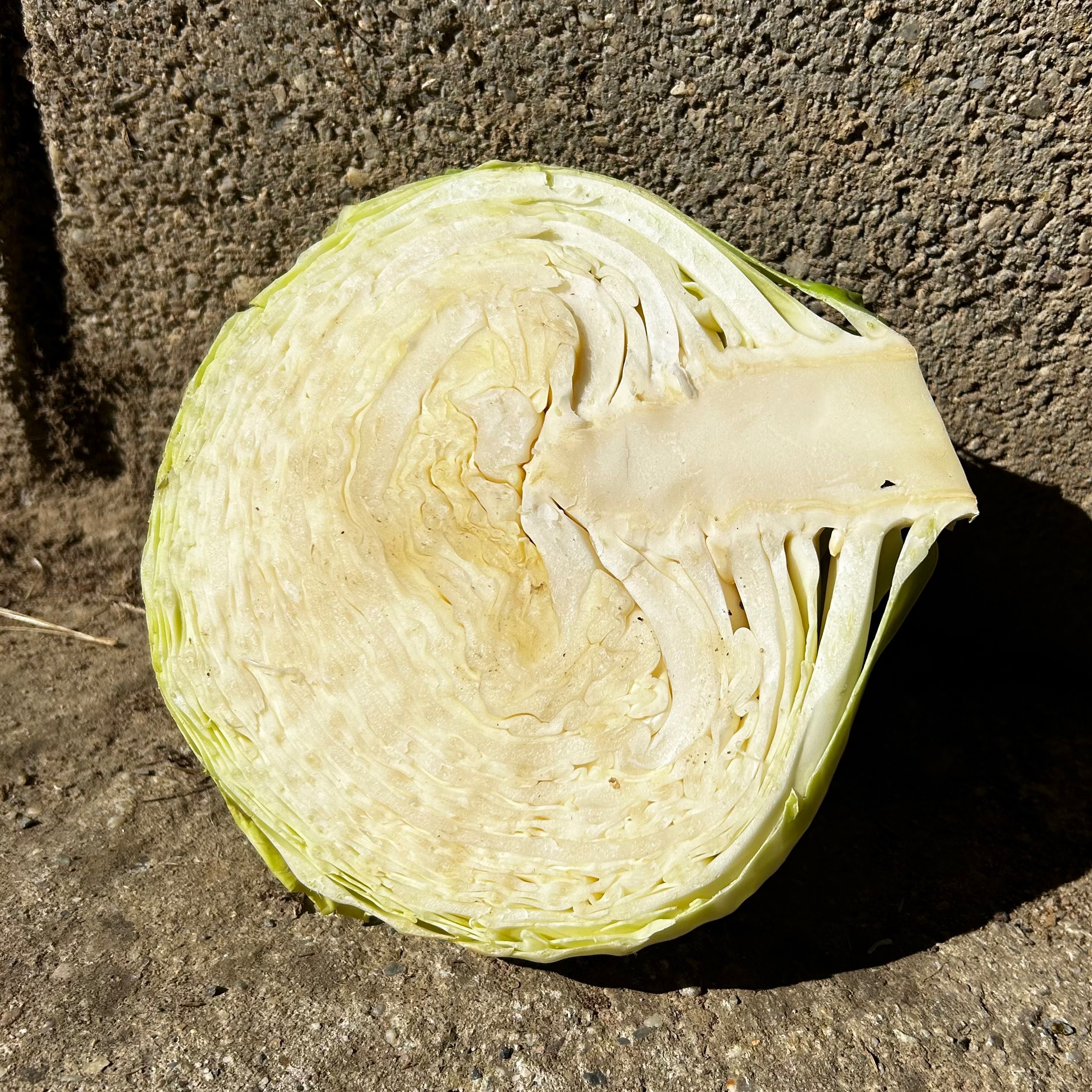 Chou cabus blanc - 500g