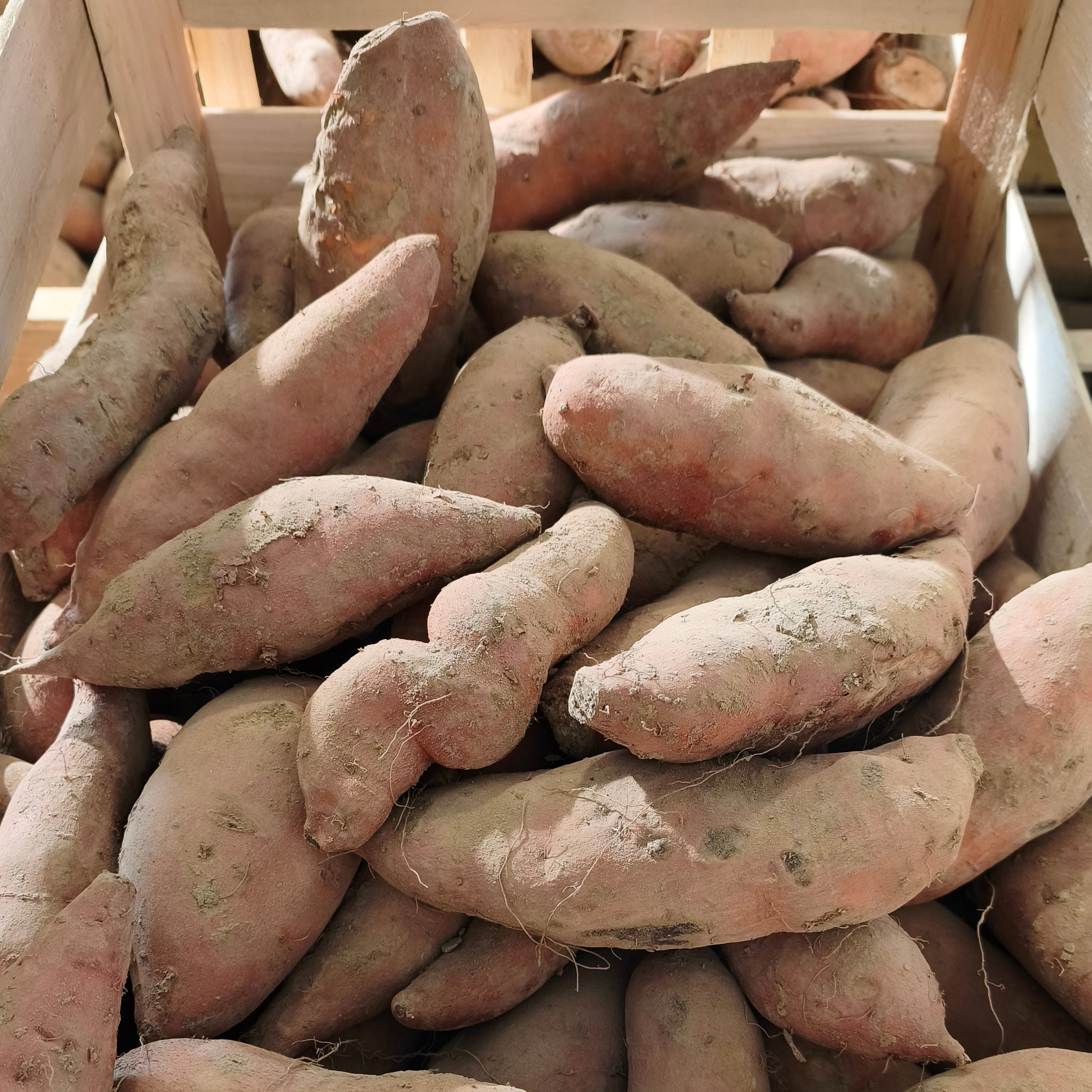 Patates douces