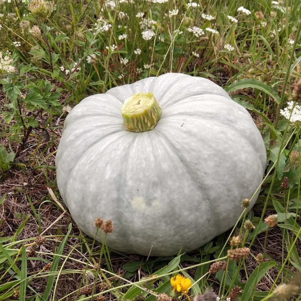Courge Bleu de Hongrie (Petite)