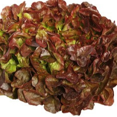 Salade feuille de chêne rouge