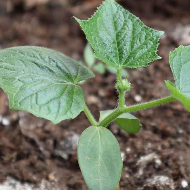 Plant de courge
