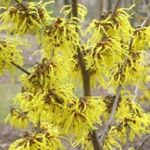 Hamamélis de Virginie - Hamamélis virginiana