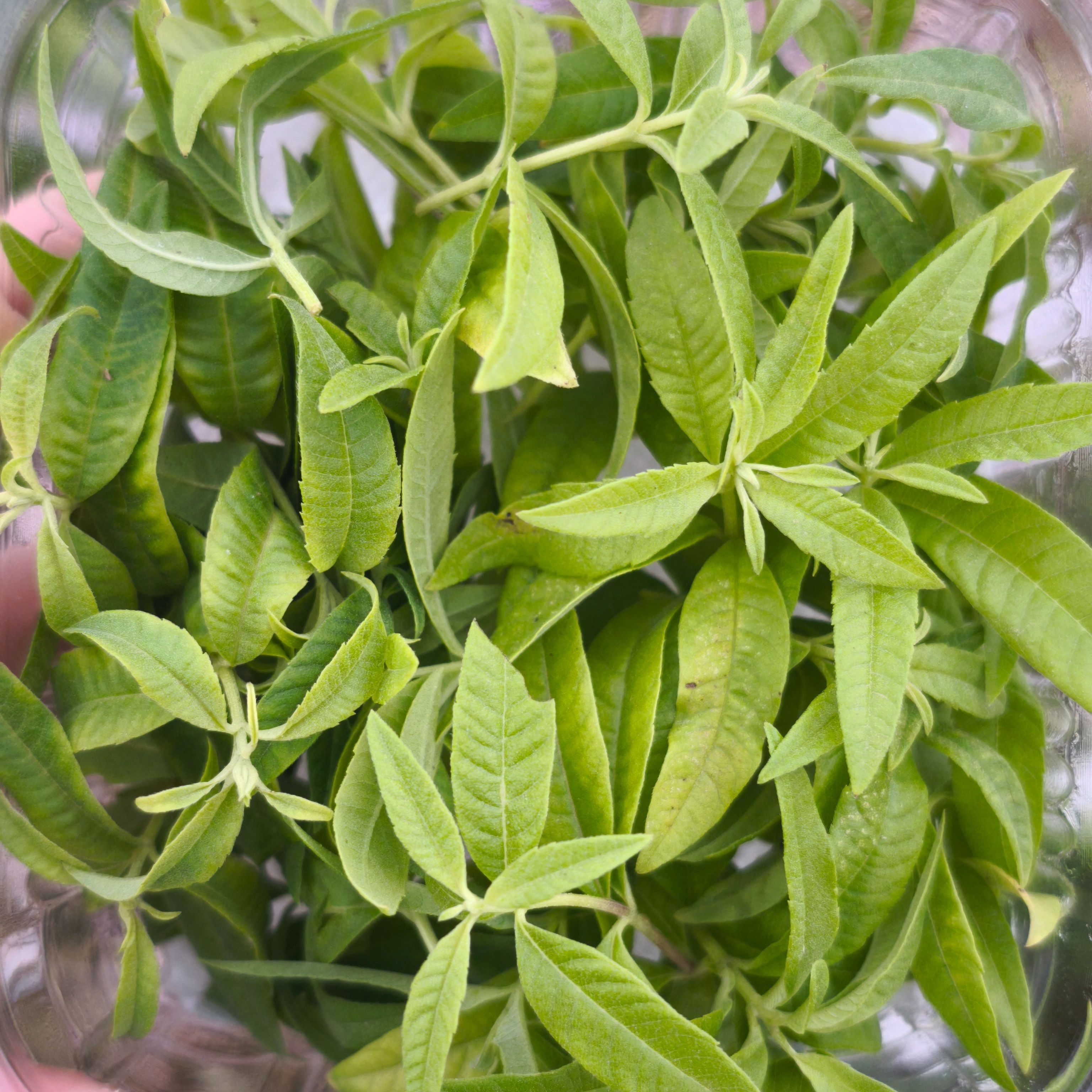 Verveine citronnelle x30F