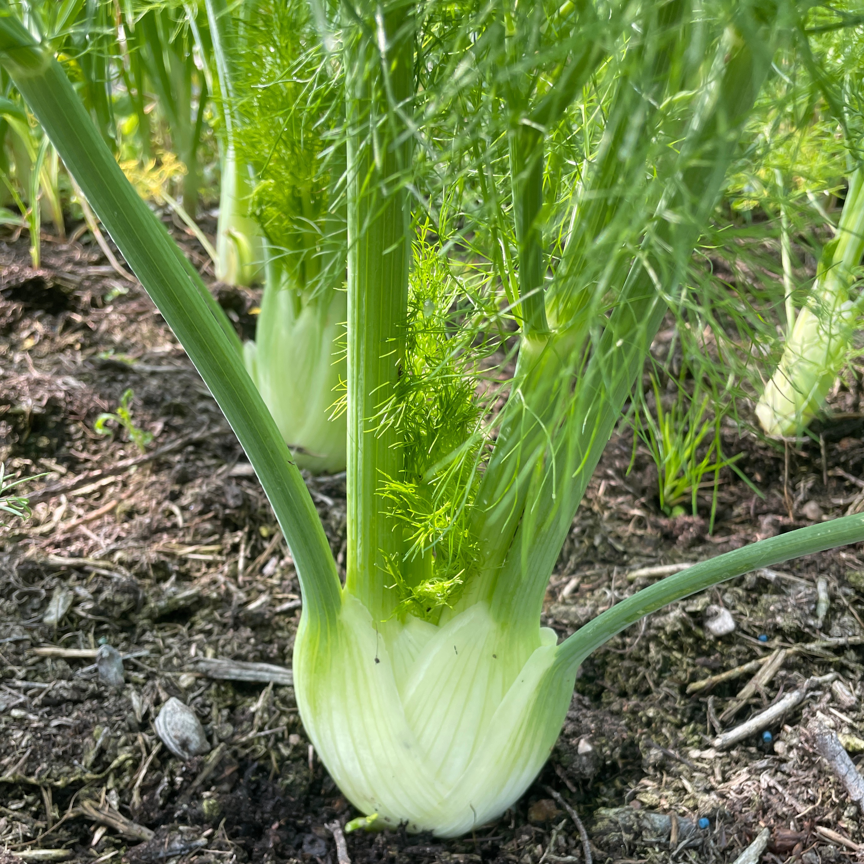 Fenouil petit taille