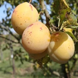 Prunier - Prunus domestica "Goutte d'Or"